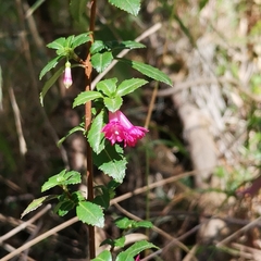 Fuchsia microphylla