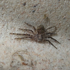 Philodromus buxi