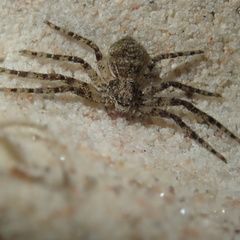 Philodromus buxi