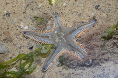 Astropecten indicus