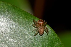 Prostheclina pallida