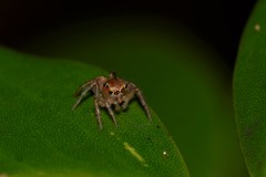 Prostheclina pallida