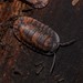 Helms's Merloned Woodlouse - Photo (c) Nick Lambert, some rights reserved (CC BY-NC-SA), uploaded by Nick Lambert