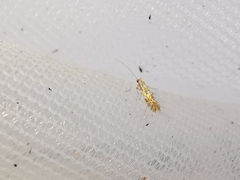 Phyllonorycter sorbi