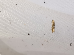 Phyllonorycter sorbi