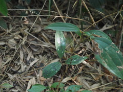Smilax bracteata