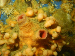 Pyura chilensis