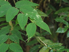 Lonicera hypoglauca