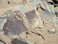 Liolaemus leopardinus