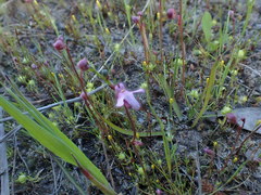 Utricularia tenella