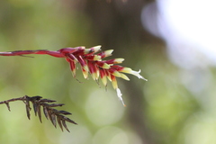 Vriesea flammea