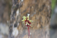 Vriesea flammea
