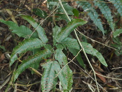 Tectaria subtriphylla