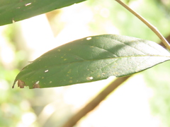 Glochidion acuminatum