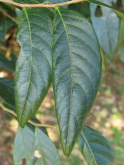 Glochidion acuminatum