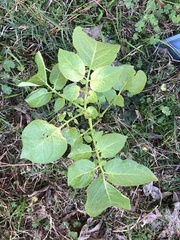 Solanum
