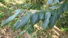 Glochidion acuminatum