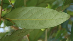 Glochidion acuminatum