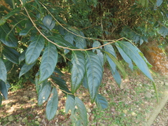 Glochidion acuminatum