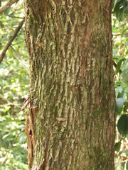 Glochidion acuminatum