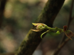Glochidion acuminatum