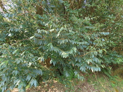 Glochidion acuminatum