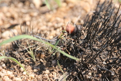 Aiolopus thalassinus