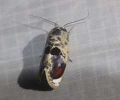 Calymera picta