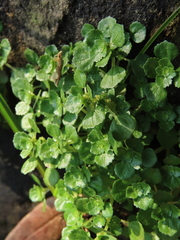 Pilea peploides major