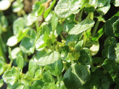 Pilea peploides major