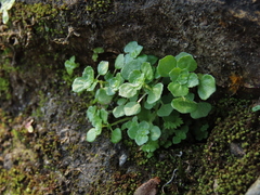 Pilea peploides major