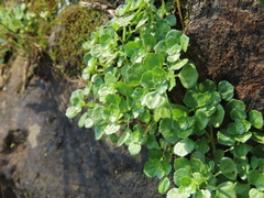Pilea peploides major
