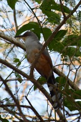 Coccyzus longirostris