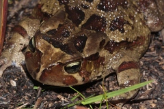 Sclerophrys pardalis