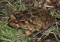 Sclerophrys pardalis