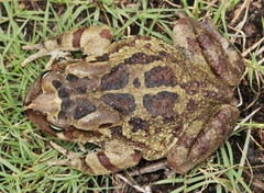 Sclerophrys pardalis