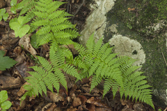 Athyrium yokoscense