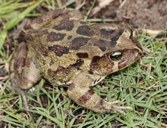 Sclerophrys pardalis