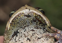 Sclerophrys pardalis