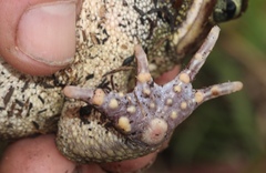 Sclerophrys pardalis