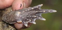 Sclerophrys pardalis