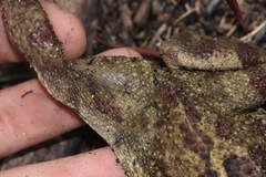 Sclerophrys pardalis