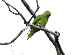 Brotogeris sanctithomae