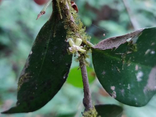 Drypetes wightii (Drypetes wightii)