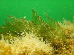 Bryopsis plumosa