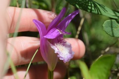 Arethusa bulbosa
