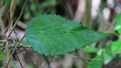 Laportea peduncularis