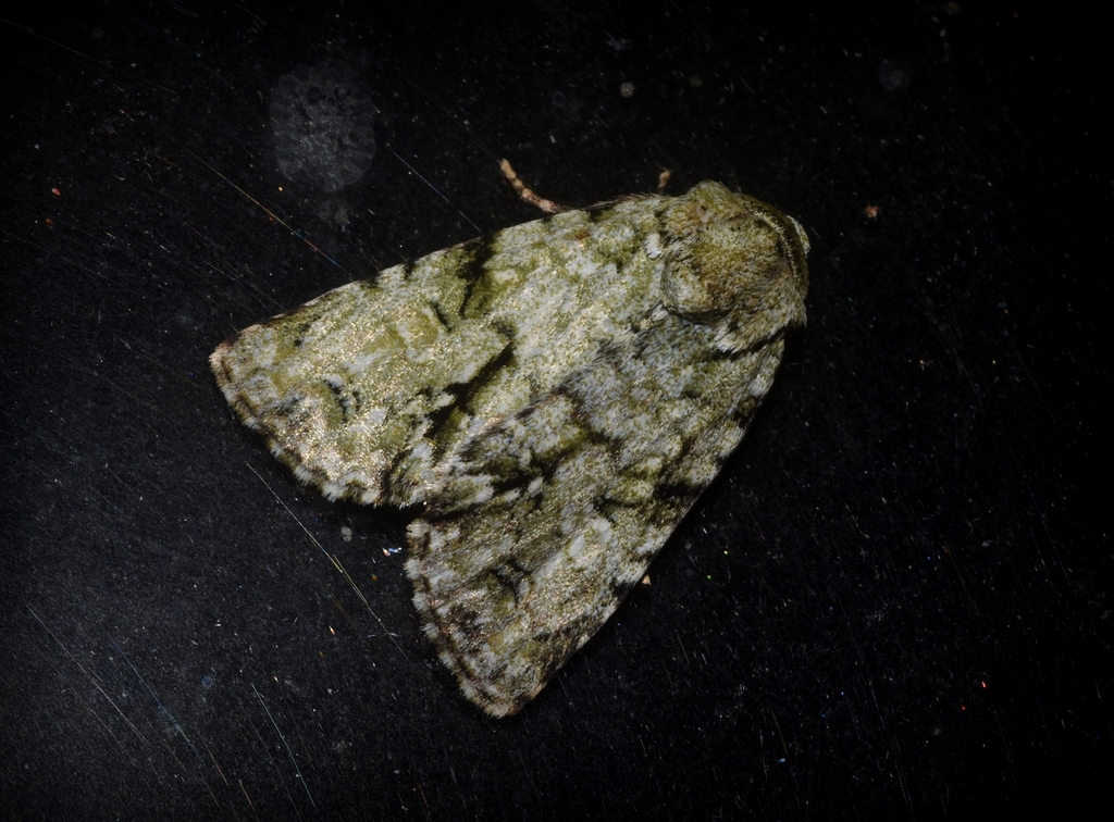 Acronicta psorallina