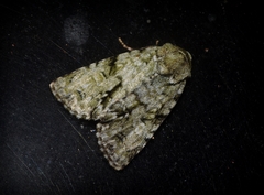 Acronicta psorallina
