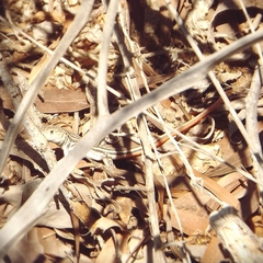 Acanthodactylus schreiberi